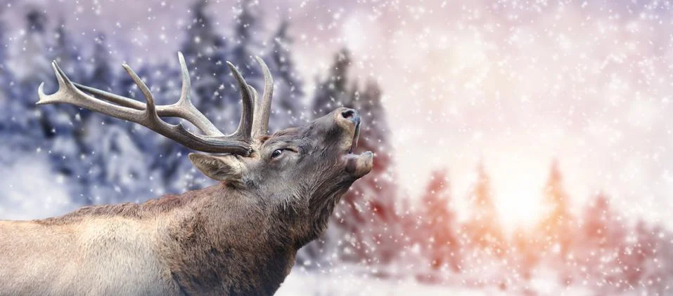 Deer on winter background Foto stock