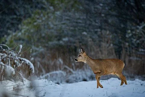 Deer in winter at the edge of the field Stock Photos