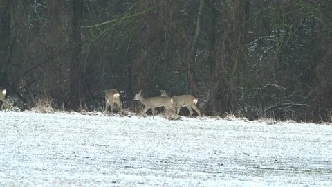 Deer in winter at the edge of the forest Stock Footage 328458399