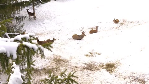 Deer in Winter Farm Enclosure Stock Footage 296839953