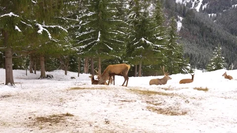 Deer in Winter Farm Enclosure Stock Footage 296840194