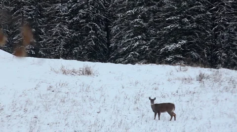 Deer in winter Stock Footage 1089049
