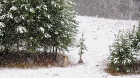 Deer in winter Stock Footage 1089452