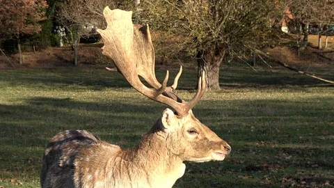 Deer in winter Stock Footage 98700171