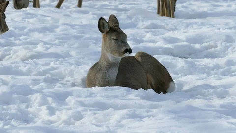 Deer in the winter Video stock 107604585