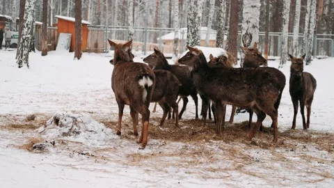 Deer in winter. Stock Footage 148893577