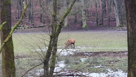 Deer in a Winter Forest Clearing Grazing in its Natural Habitat Stock Footage 316077464
