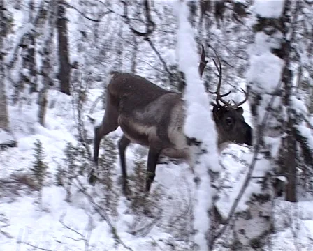 Deer in winter forest Video stock 1106487