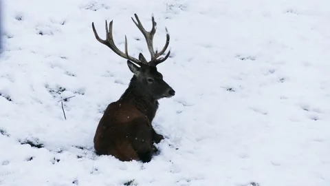 Deer in the winter forest Stock Footage 231550849