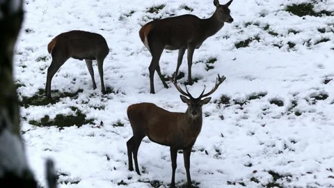Deer in the winter forest Stock Footage 231550866