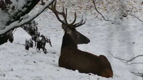 Deer in the winter forest Stock Footage 231550931