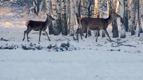 Deer in the winter forest. Stock Footage 254762821