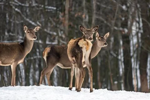Deer in winter forest Stock Photos
