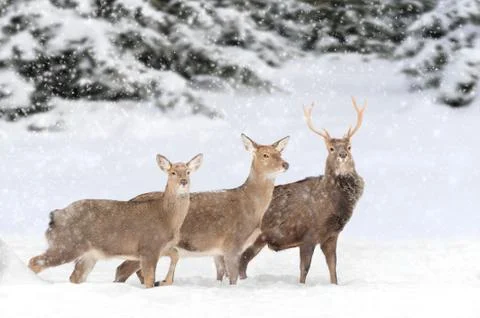 Deer in winter forest Foto stock