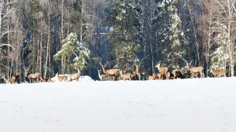 Deer in the winter forest at sunset. Stock Footage 249503624