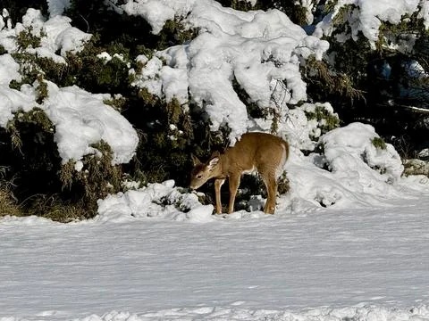 Deer in a Winter Landscape Stock Photos