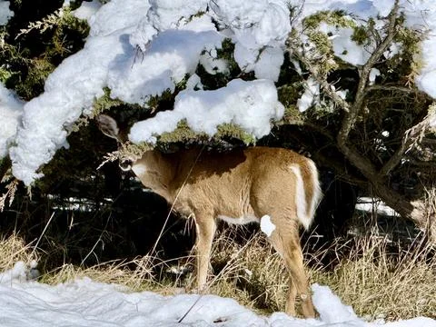 Deer in a Winter Landscape Stock Photos