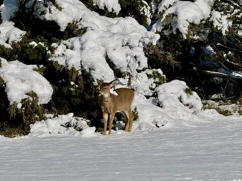 Deer in a Winter Landscape Stock Photos