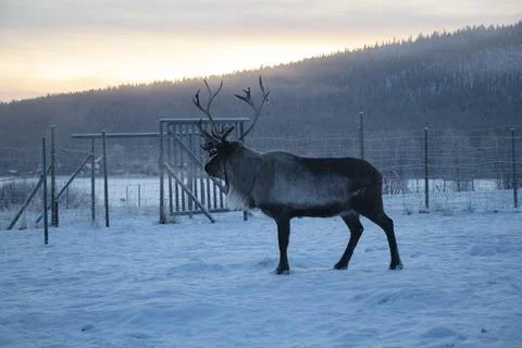 Deer in winter in mountains Stock Photos