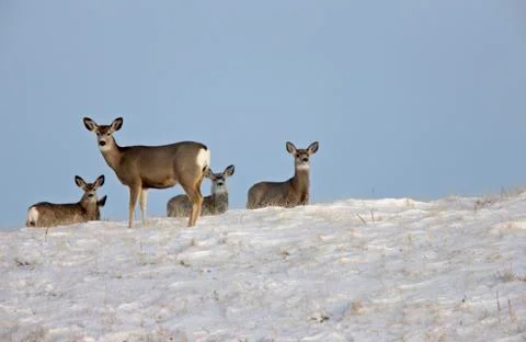 Deer in Winter Stock Photos