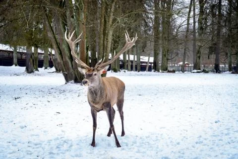 Deer in the winter Stock Photos