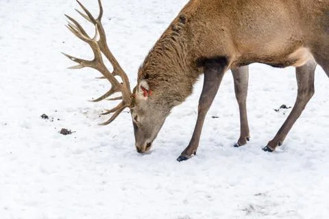 Deer in the winter Stock Photos