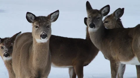 Deer in winter standing still, looking at camera Stock Footage 34919627