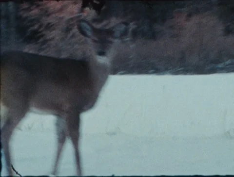Deer Winter Super 8 Stock Footage 221439324