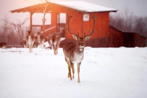 Deer in wintertime Foto stock