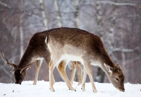 Deer in wintertime Stock Photos