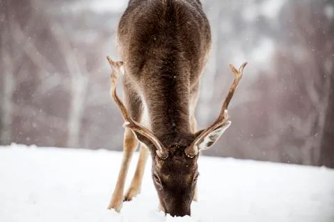 Deer in wintertime Stock Photos