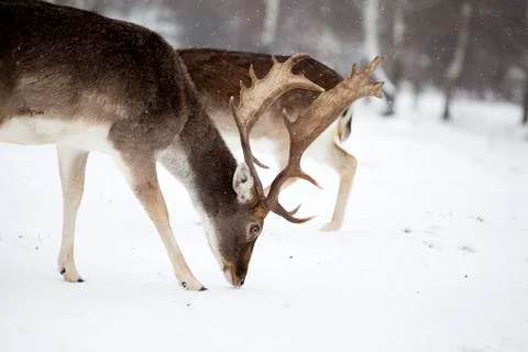 Deer in wintertime Stock Photos