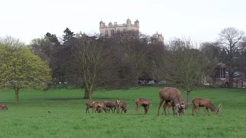 Deer in Wollaton Park with Wollaton Hall Nottingham UK Stock Footage