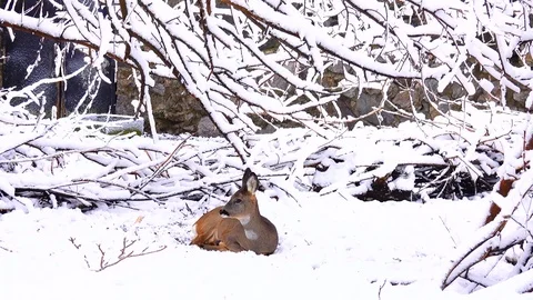 Deer in the wood Stock Footage 83612445