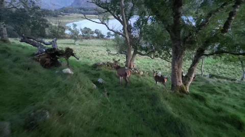 Deer in a wooded area Stock Footage 252201090