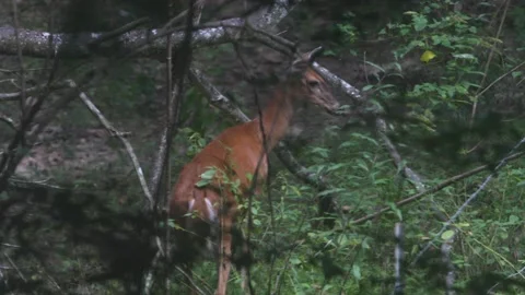DEER IN WOODS 6 Stock Footage 139556874