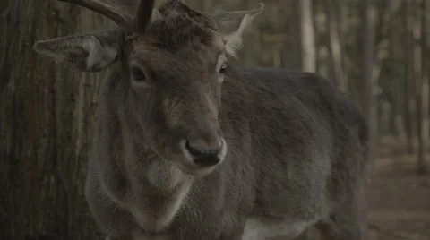 Deer in the woods - Close up Stock Footage 49546492