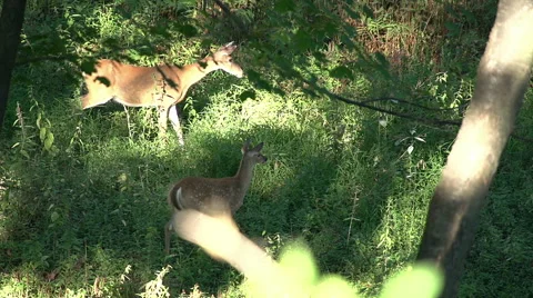 Deer in Woods - Doe Stomping Stock-Footage 41606456