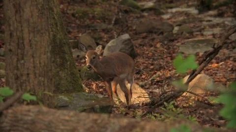 Deer in Woods Stock Footage 564478