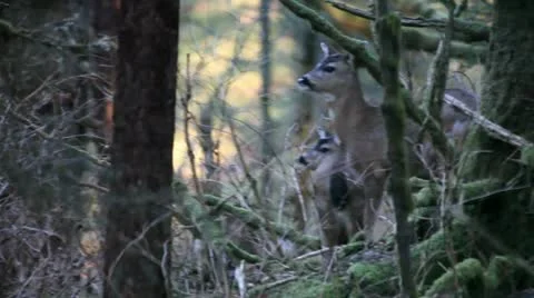 Deer in the woods Stockbeeldmateriaal 11019096