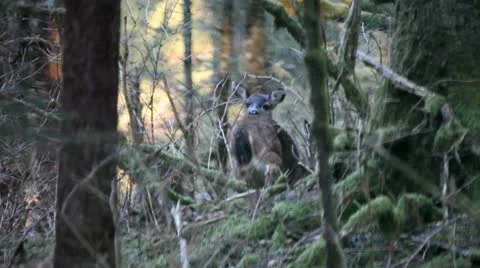 Deer in the woods Видео 11019099