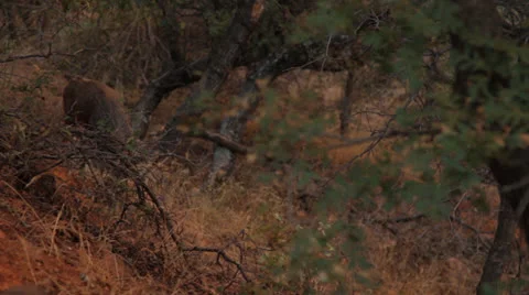 Deer in Woods Vídeos de archivo 26677618