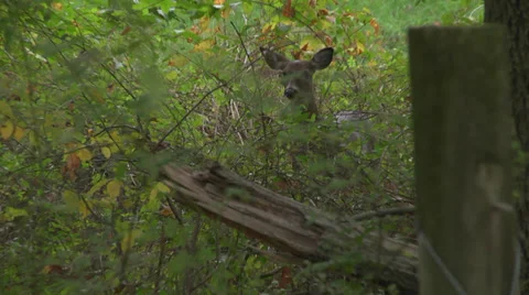 Deer in woods 스톡 동영상 34165110