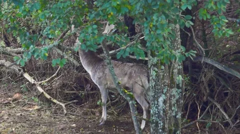 Deer In The Woods Stock Footage 56079285