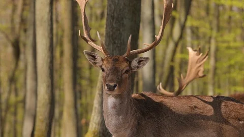 Deer in the woods Stock-Footage 88933444