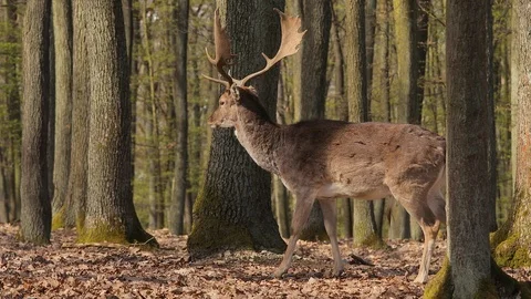 Deer in the woods Vidéo 94238395