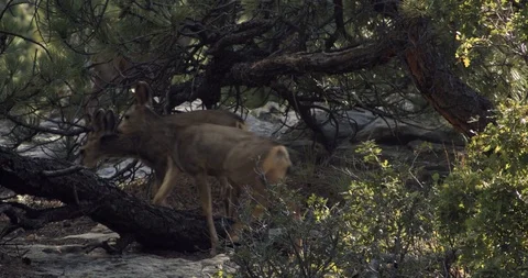 Deer in the Woods Stock Footage 94873919