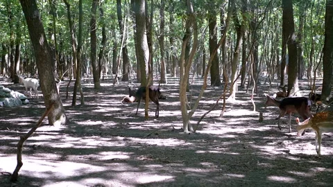 Deer in the Woods Stock Footage 293178108