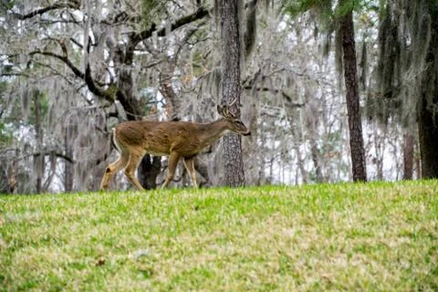 Deer in the woods Stock Photos