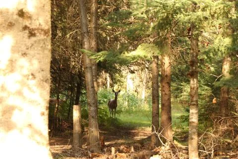 Deer in the Woods Stock Photos
